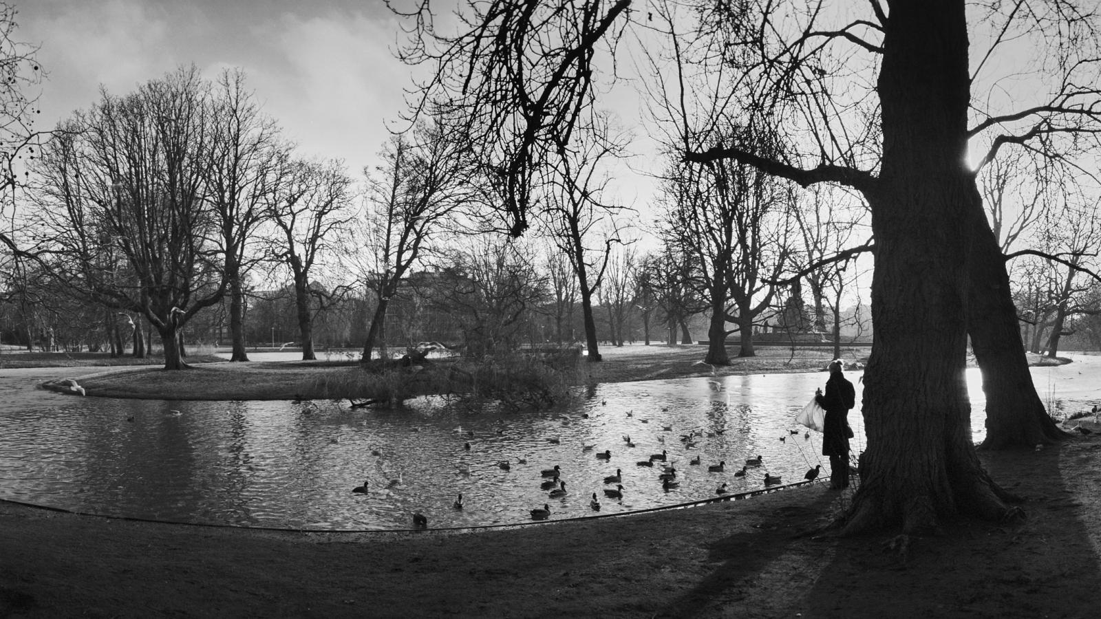 Feeding birds in the Vondelpark - Amsterdam 2012