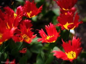 Tulips in Poldertuin Anna Paulowna
