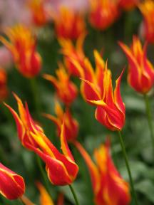 Tulips in Poldertuin Anna Paulowna