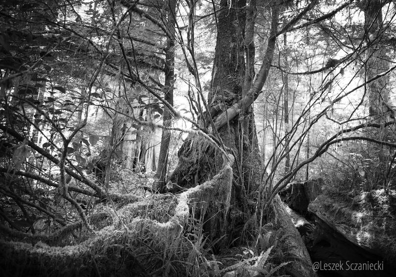 Meares Island (CA) trees II