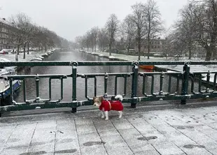 Winter in Amsterdam 2021