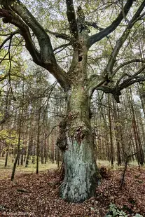 Trees talk to me...