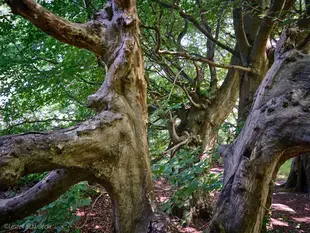 The nature on Rügen