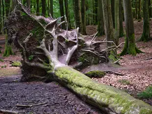 The nature on Rügen