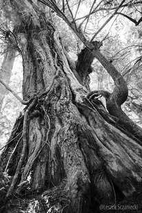 Meares Island (CA) trees III