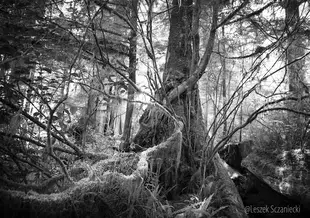 Meares Island (CA) trees II