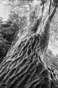 Christo-like wrapped tree